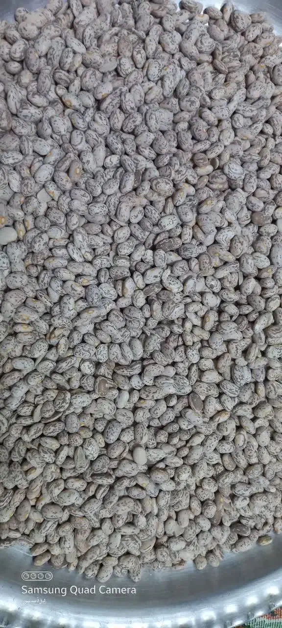 لوبیا چیتی|خوردنی و آشامیدنی|معمولان, |دیوار