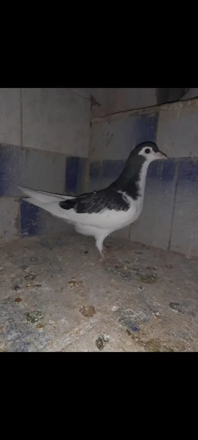 جوانه خال مگسی|پرنده|تربت جام, جامی|دیوار