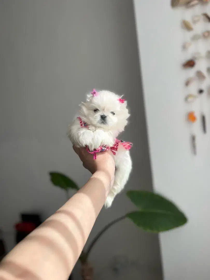 بهترین نژاد پکنیز‌امپریال عروسکی و نژاد دیگر|سگ|تهران, کوی بیمه|دیوار