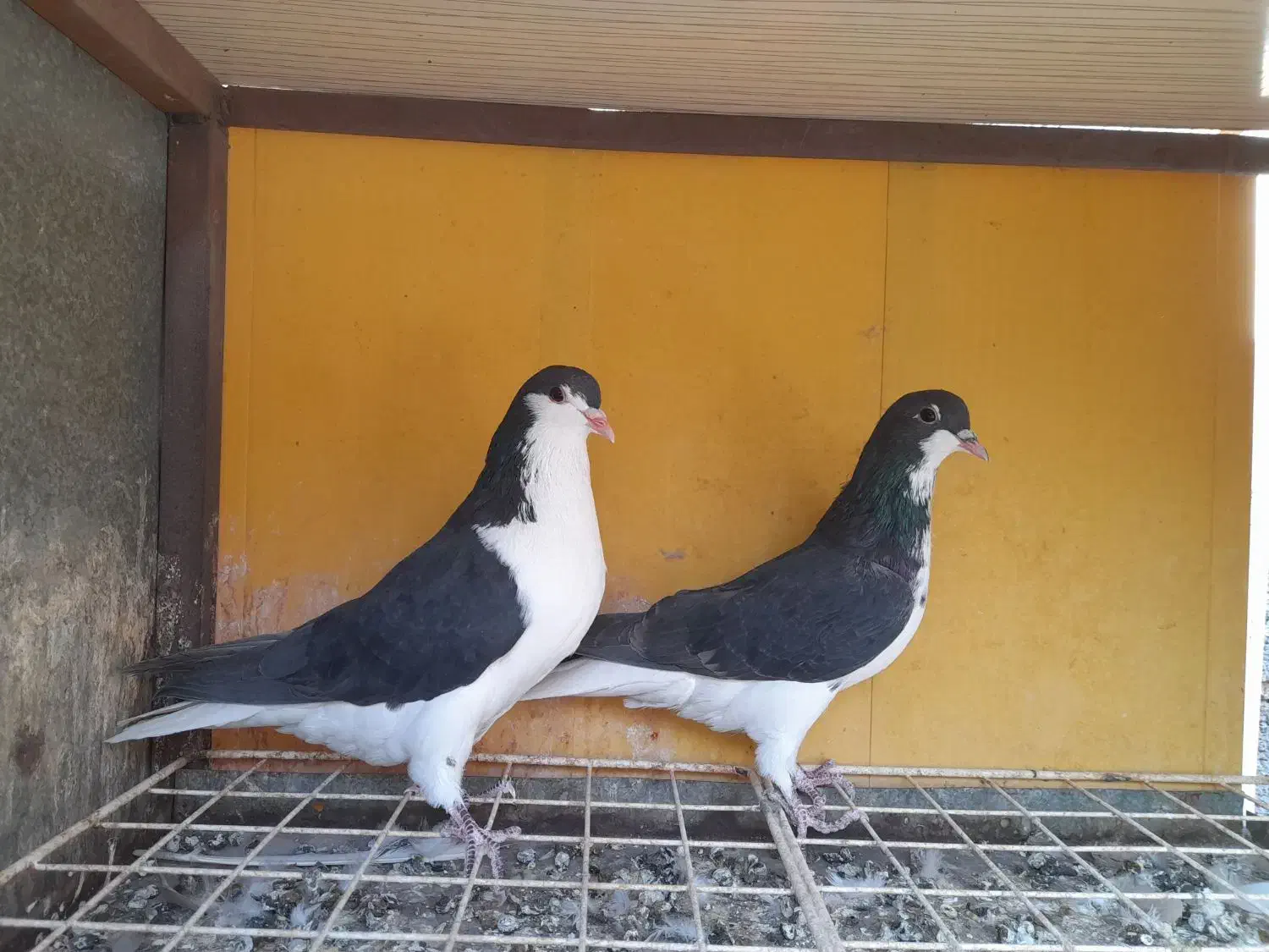 دو جفت کبوتر شهری ابپخش|پرنده|بوشهر, |دیوار