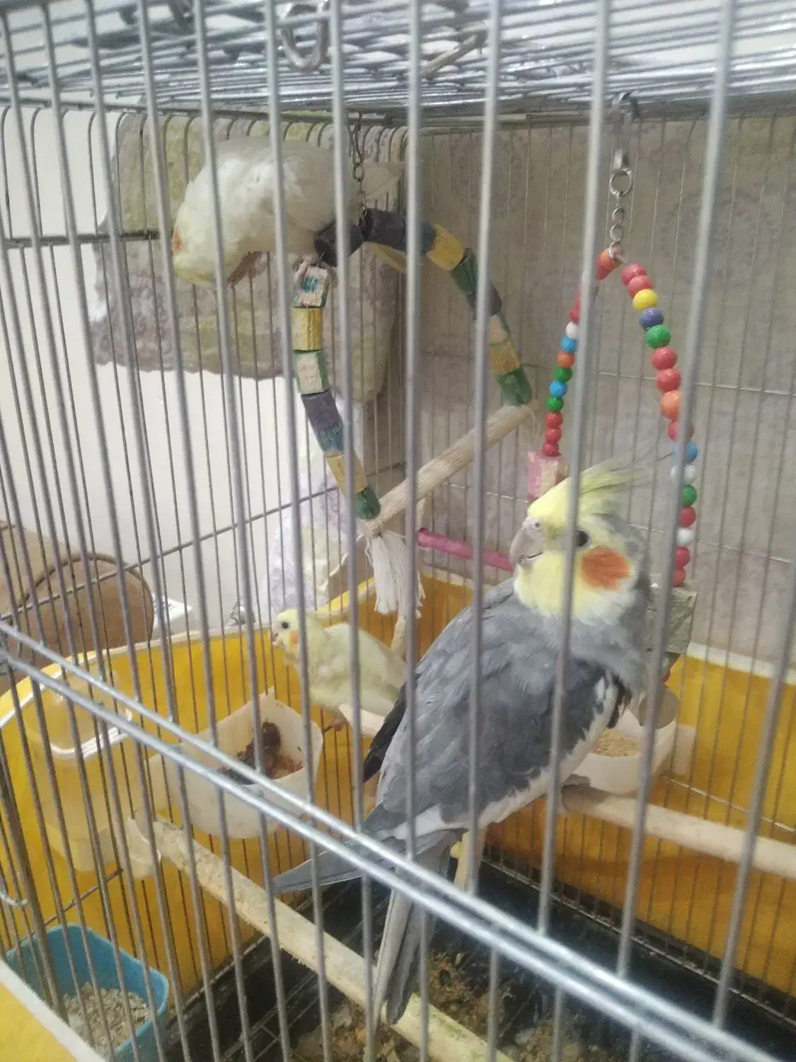 عروس|پرنده|تهران, فلاح|دیوار