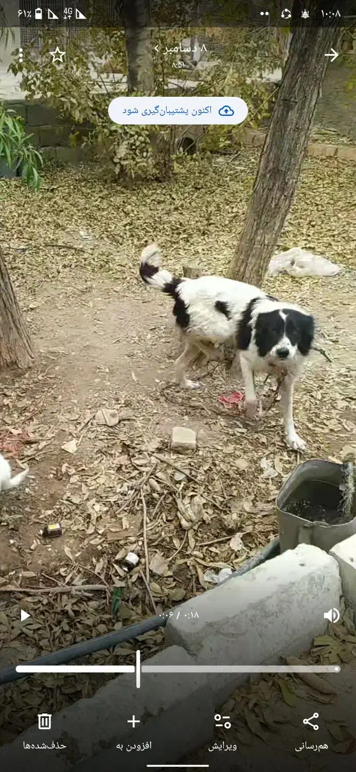 واگذاری سگ ماده نگهبان|سگ|قرچک, داوود آباد|دیوار