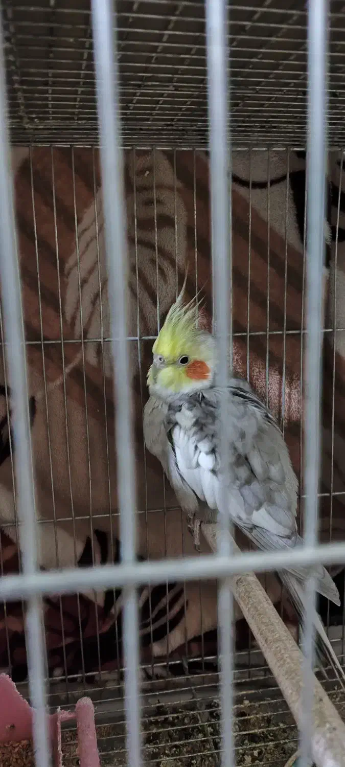 عروس هلندی|پرنده|خرمشهر, |دیوار