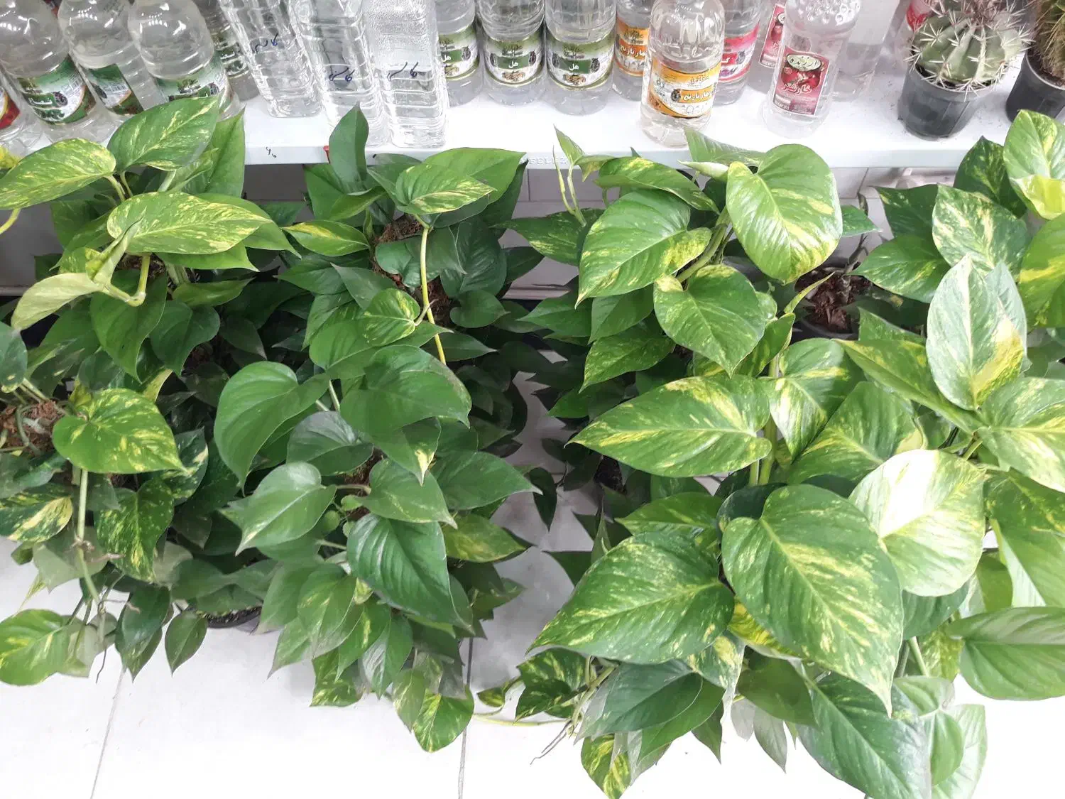 پتوس چماقی زعفرانی بزرگ ۵۰۰|گل و گیاه طبیعی|قم, علی آباد سعدگان|دیوار