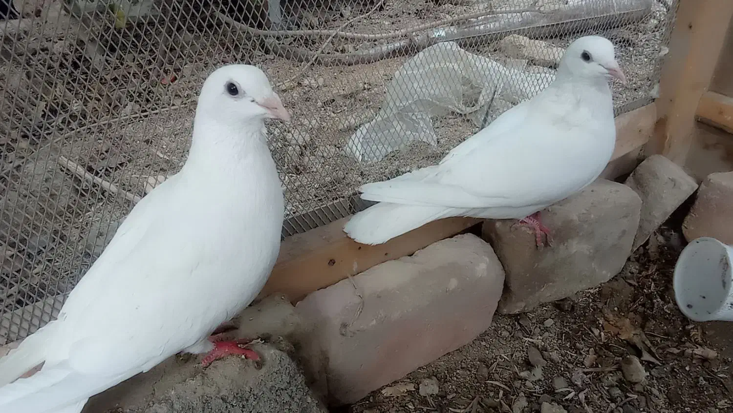 کبوتر سفید|پرنده|سراوان, |دیوار