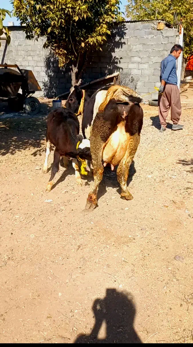 گاو گوساله سیمینتال نر اصیل ۲۵ کیلو شیر|حیوانات مزرعه|کرمانشاه, |دیوار
