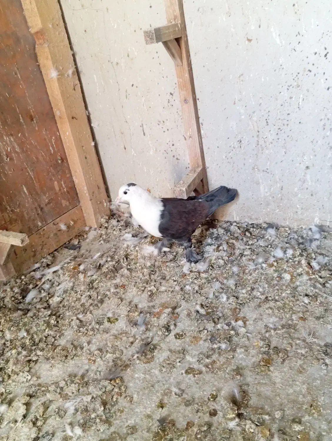 کله سفید|پرنده|بم, |دیوار