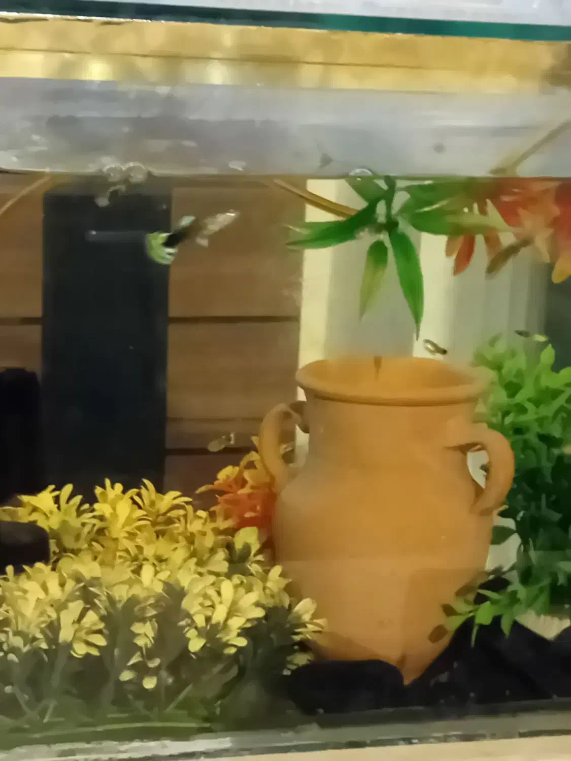 ماهی گوپی|ماهی|پاکدشت, پاکدشت (مامازند)|دیوار