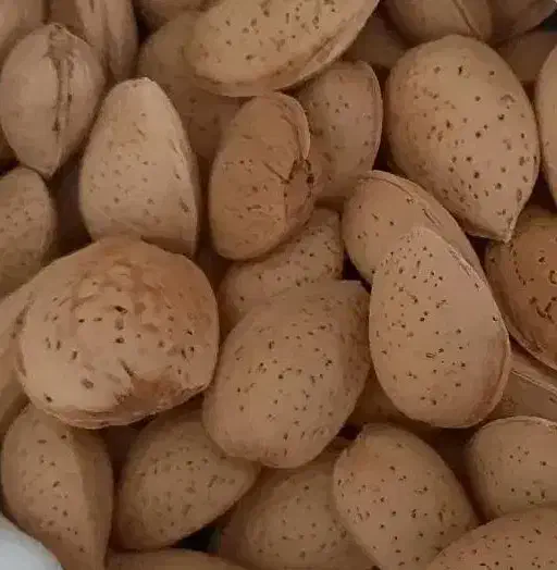 بادام درختی|خوردنی و آشامیدنی|قم, شاه ابراهیم|دیوار