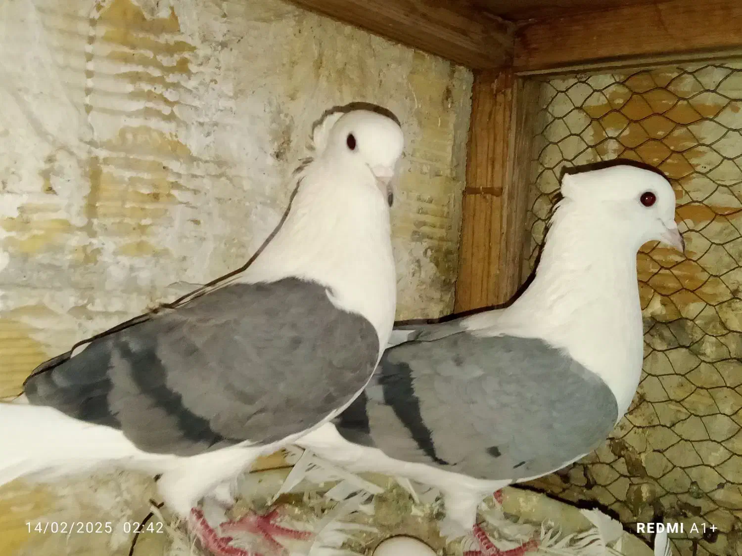 همه مهذ و سلامت|پرنده|فردیس, شهرک صنعتی سیمین دشت|دیوار