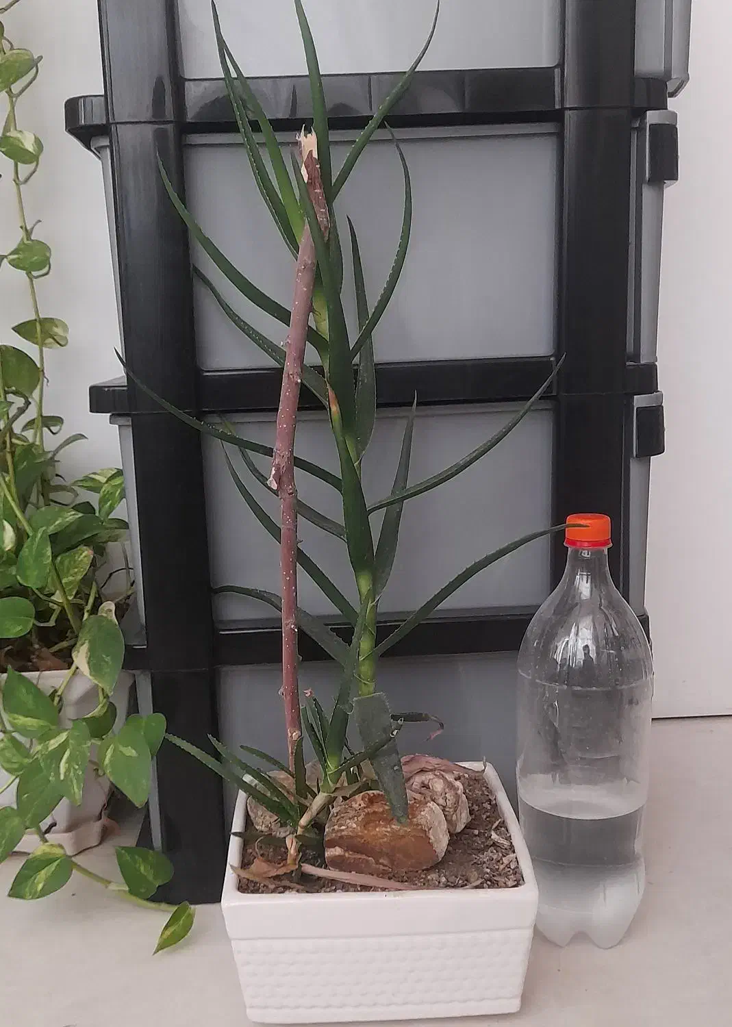 گیاه|گل و گیاه طبیعی|تهران, مشیریه|دیوار