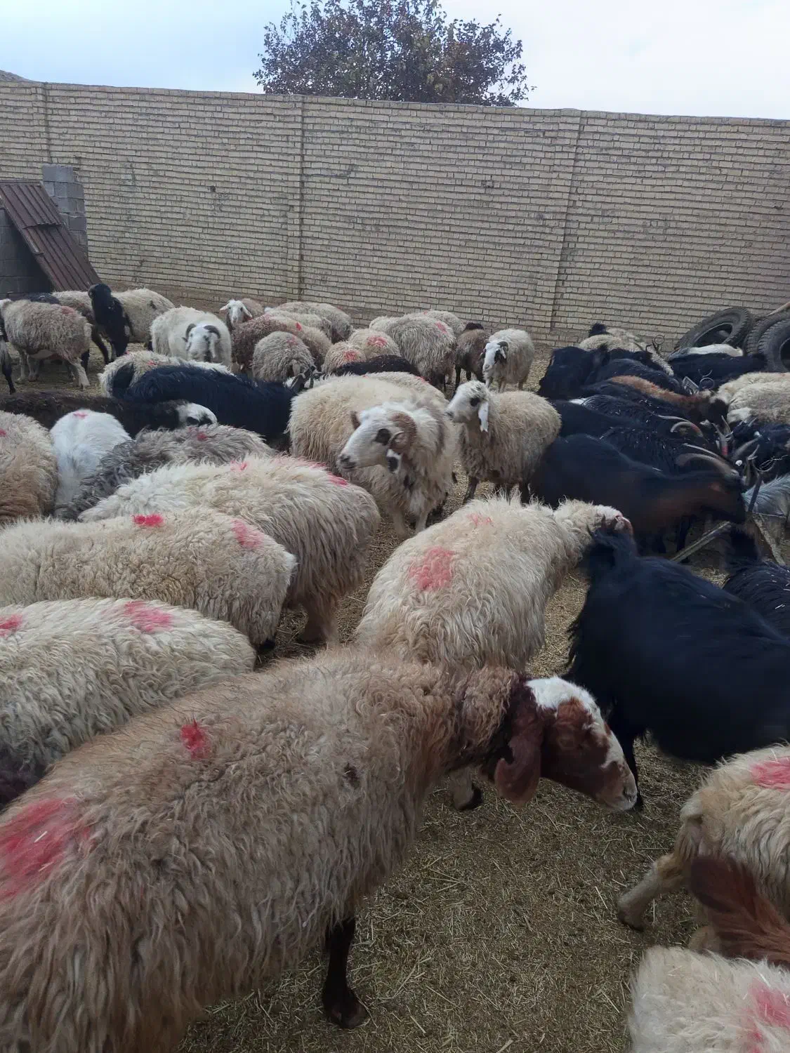 میش و بز داشتی|حیوانات مزرعه|آباده, |دیوار