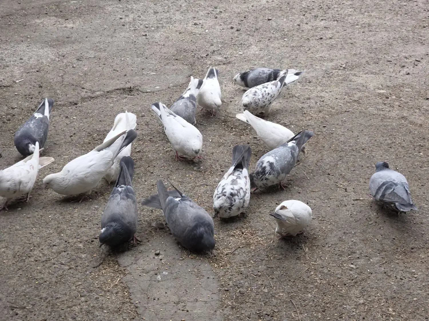 کفتر ،کبوتر پرشی|پرنده|فردیس, کوی نور|دیوار