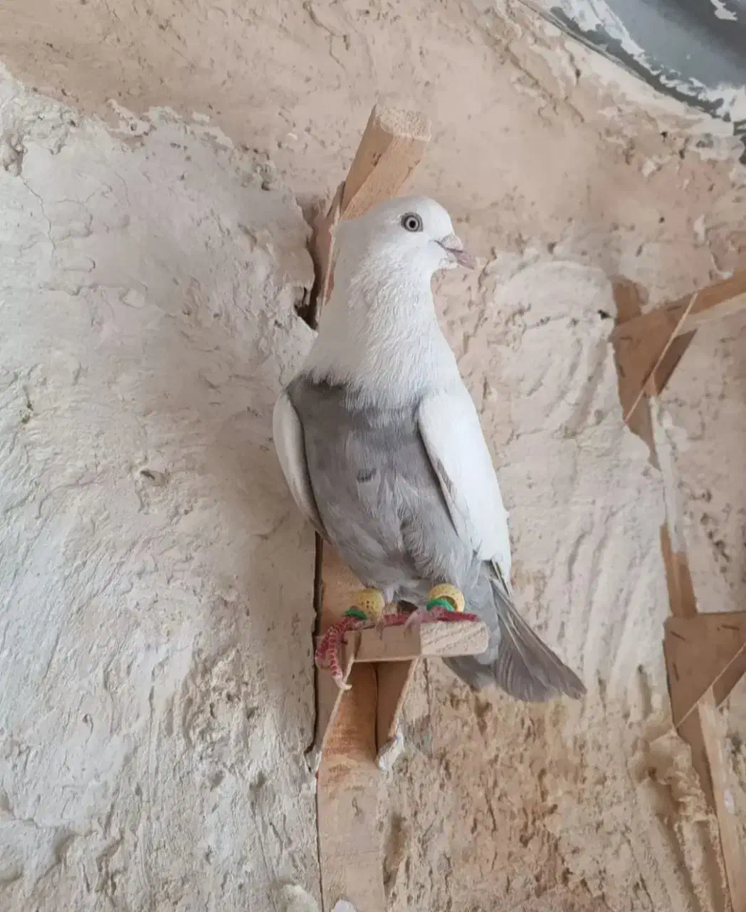 دم الماسی|حیوانات|شیراز, ارم|دیوار