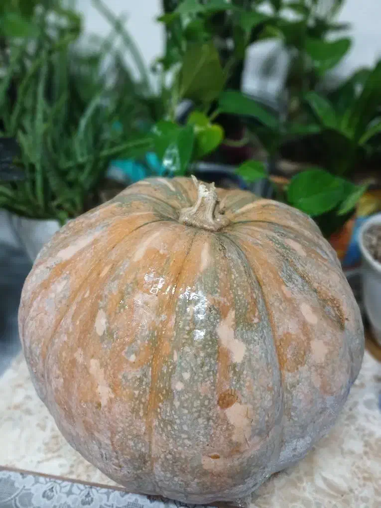 کدو حلوایی قند و شکر پاره|خوردنی و آشامیدنی|تهران, جوادیه تهرانپارس|دیوار