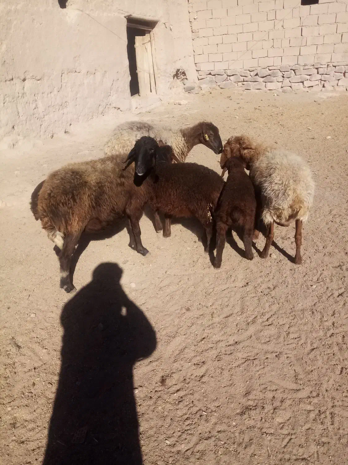 گوسفند زایده|حیوانات مزرعه|چناران, |دیوار