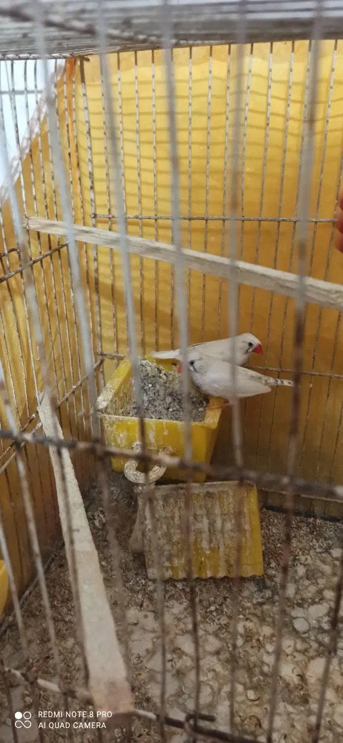 جفت سفید|پرنده|مشهد, گلشور|دیوار