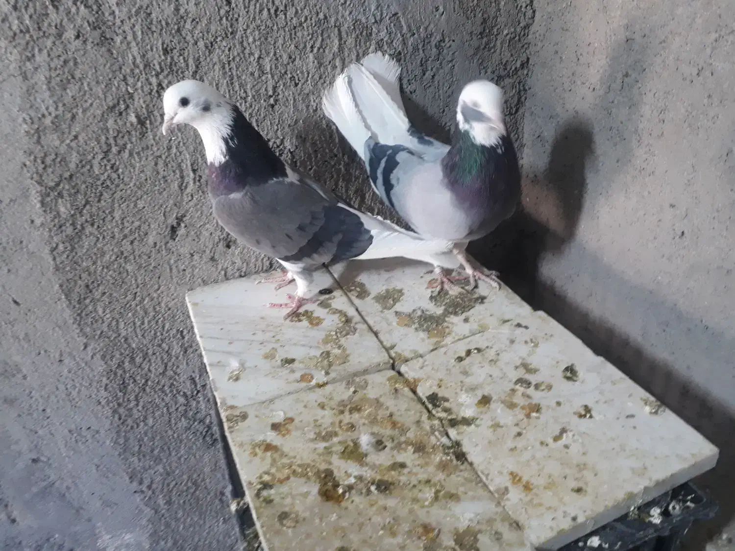 شازده سبز|پرنده|قم, بلوار امین و ساحلی|دیوار