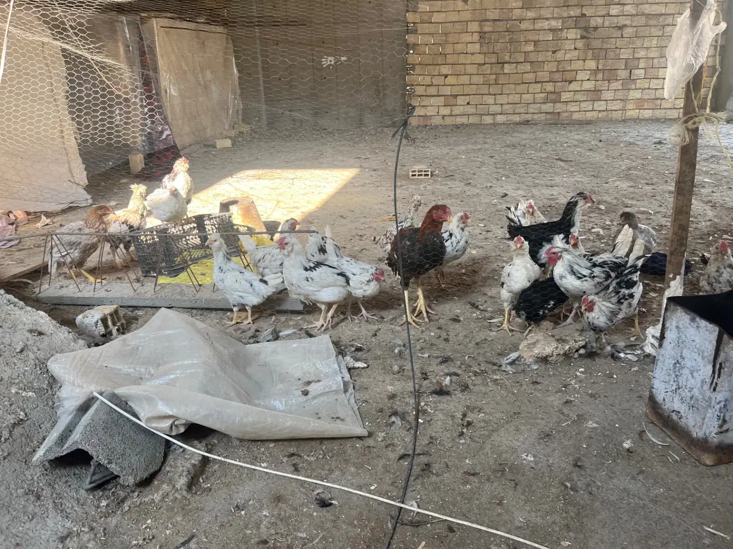 ۲۳عددمرغوخورس گلین فول درجه یک به شرط|حیوانات مزرعه|ابریشم, |دیوار