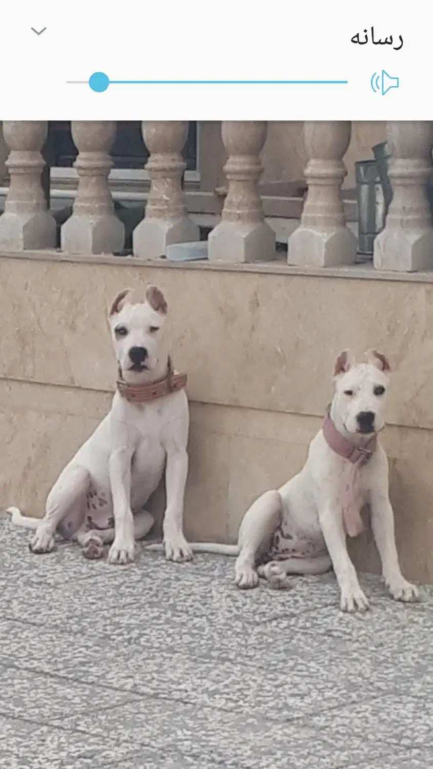 سگ داگو|سگ|سنگر, |دیوار