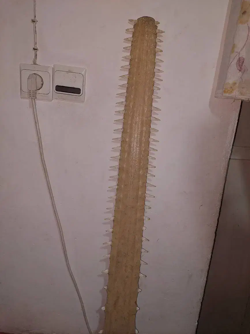 اره ماهی|ماهی|تفرش, |دیوار