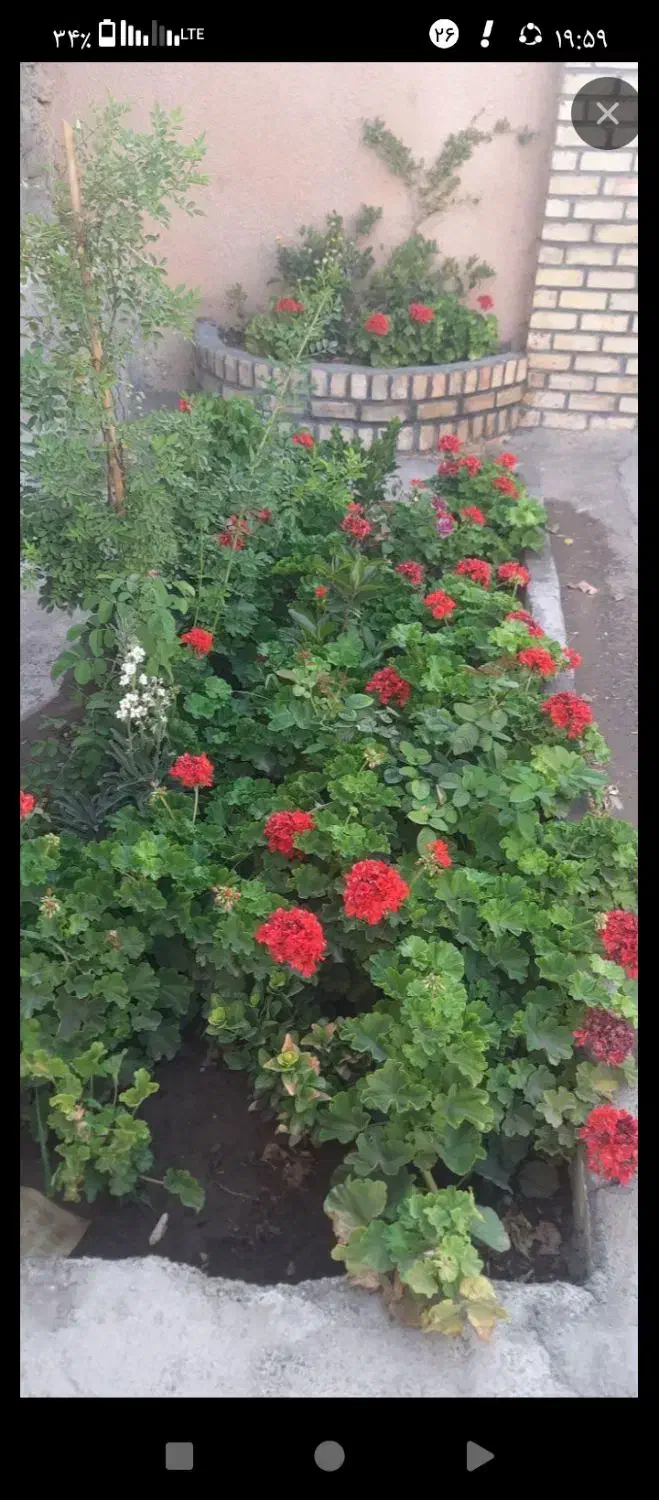 نظافت منزل|خدمات نظافت|نیشابور, خط کاشمر|دیوار