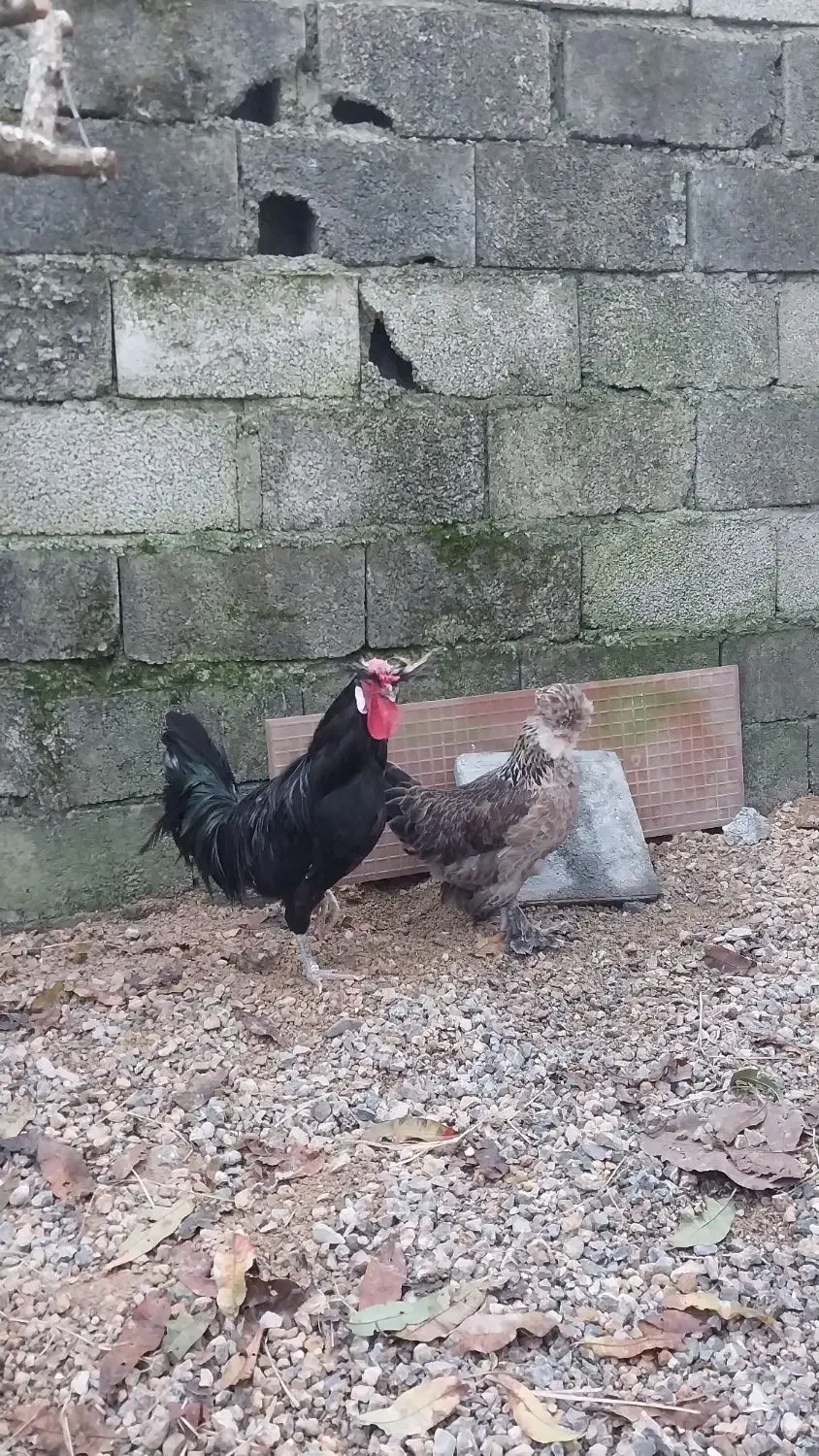 مرغ سلطان|حیوانات مزرعه|پره‌سر, |دیوار