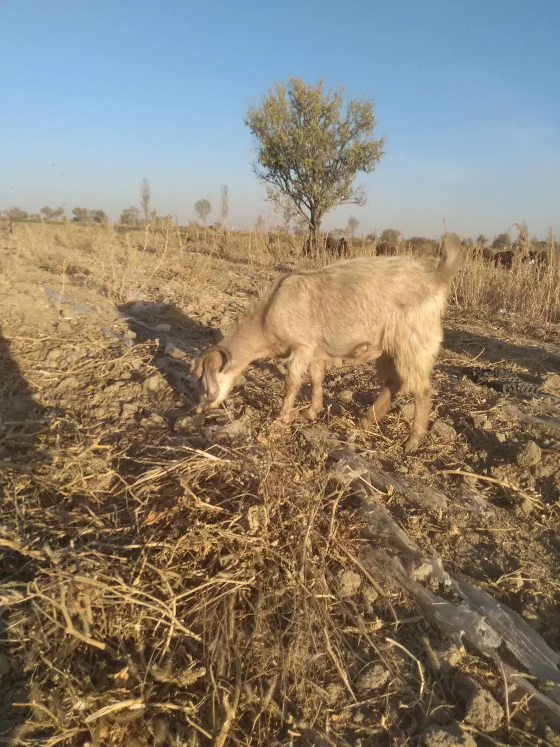 بز و بزغاله|حیوانات مزرعه|لالجین, |دیوار