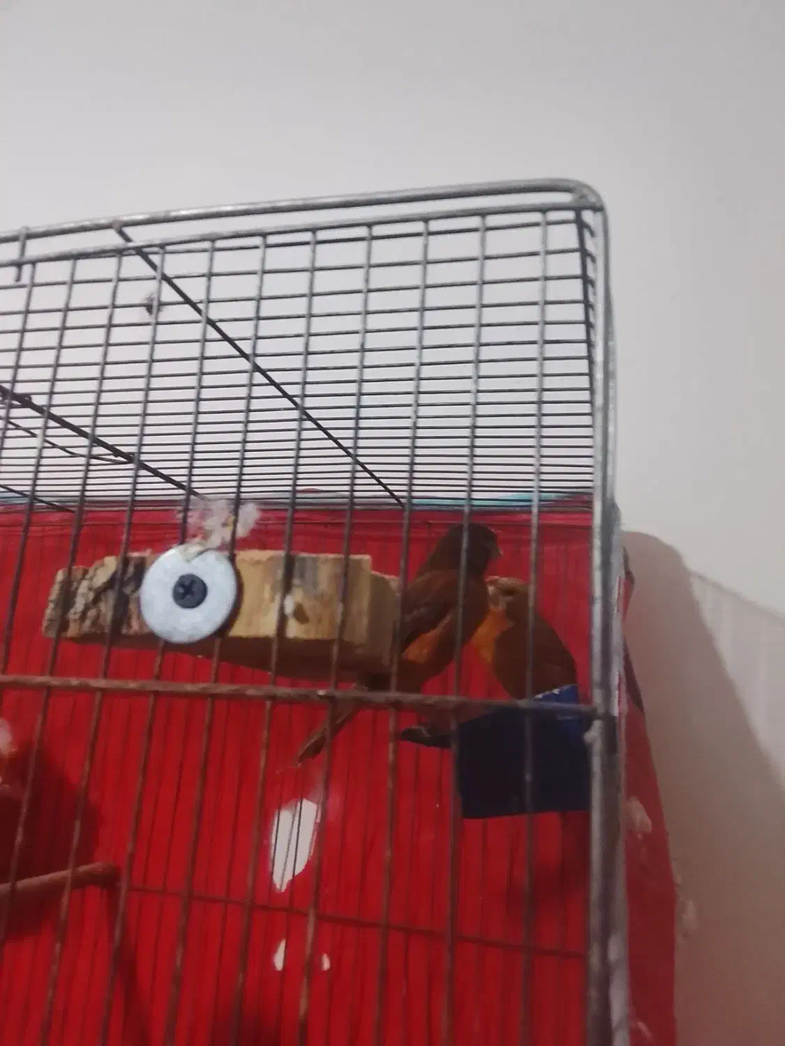 یه جفت قناری استوره سوخته سرخ|پرنده|کرمان, |دیوار