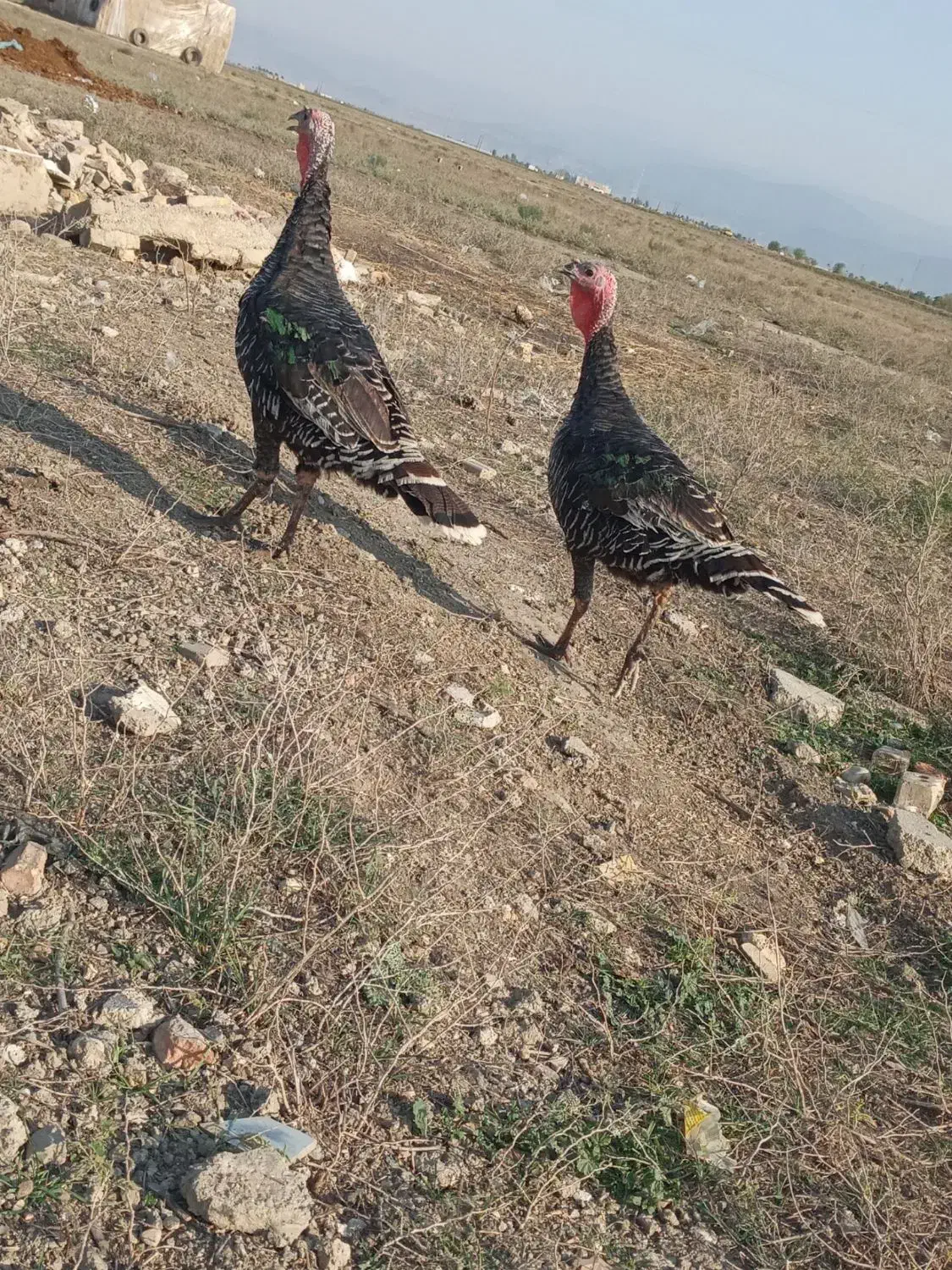 بوقلمون محلی|حیوانات مزرعه|گنبد کاووس, |دیوار