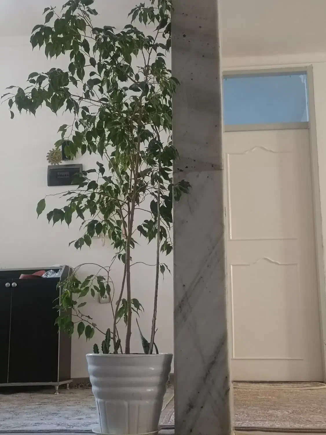 گل دو متری|گل و گیاه طبیعی|نقده, |دیوار