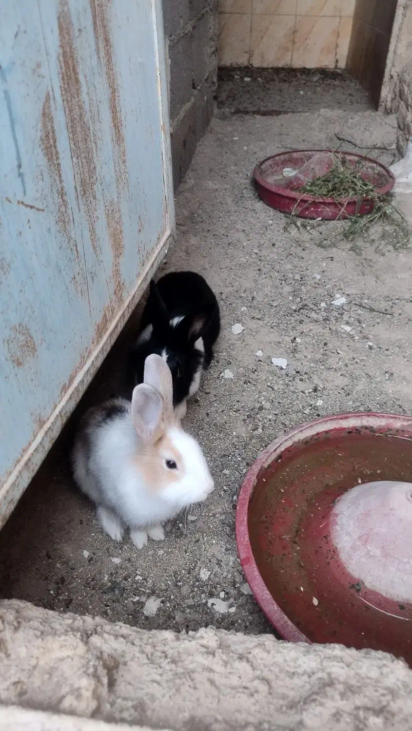 خرگوش|موش و خرگوش|کاشان, باهنر|دیوار