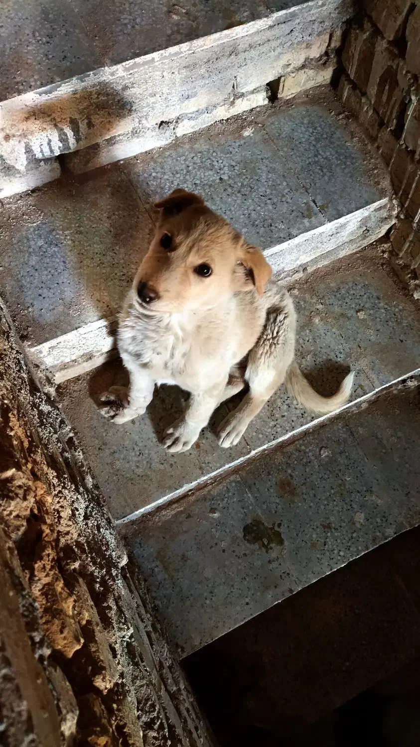 بپچه سگ خانگی دستی|سگ|مهریز, |دیوار