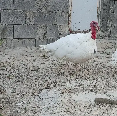 بوقلمون|حیوانات مزرعه|شیراز, احمدآباد|دیوار