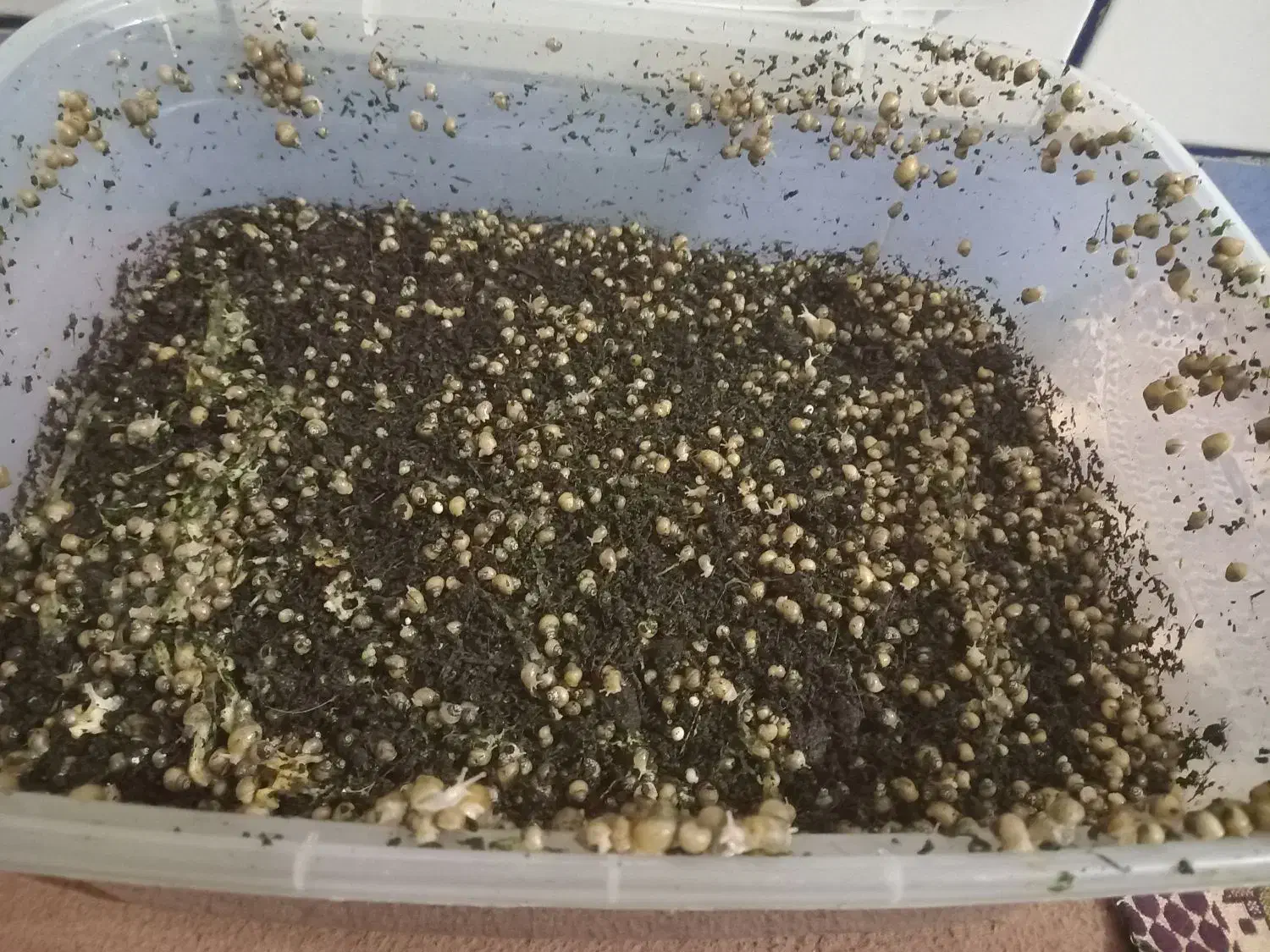 حلزون|خزنده|شوشتر, |دیوار