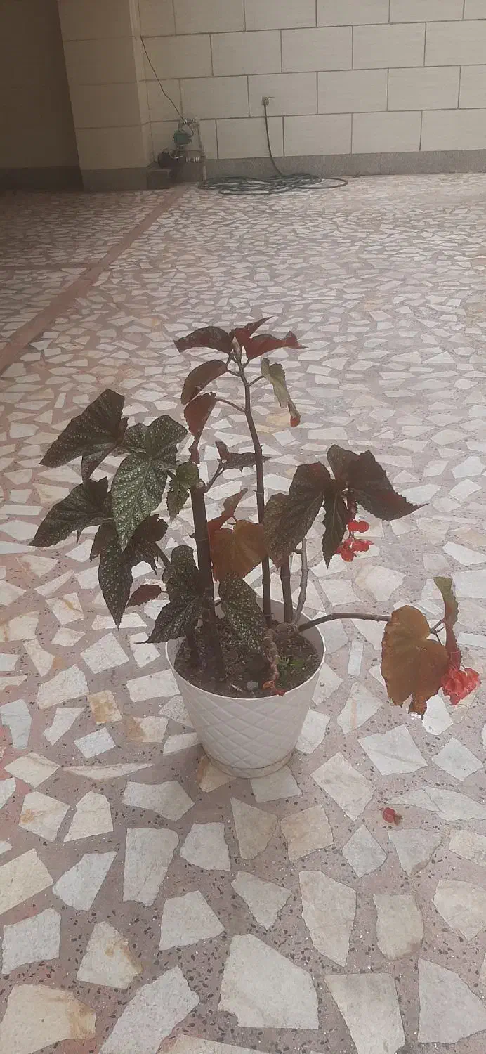 گل و گیاه|گل و گیاه طبیعی|رشت, استادسرا|دیوار