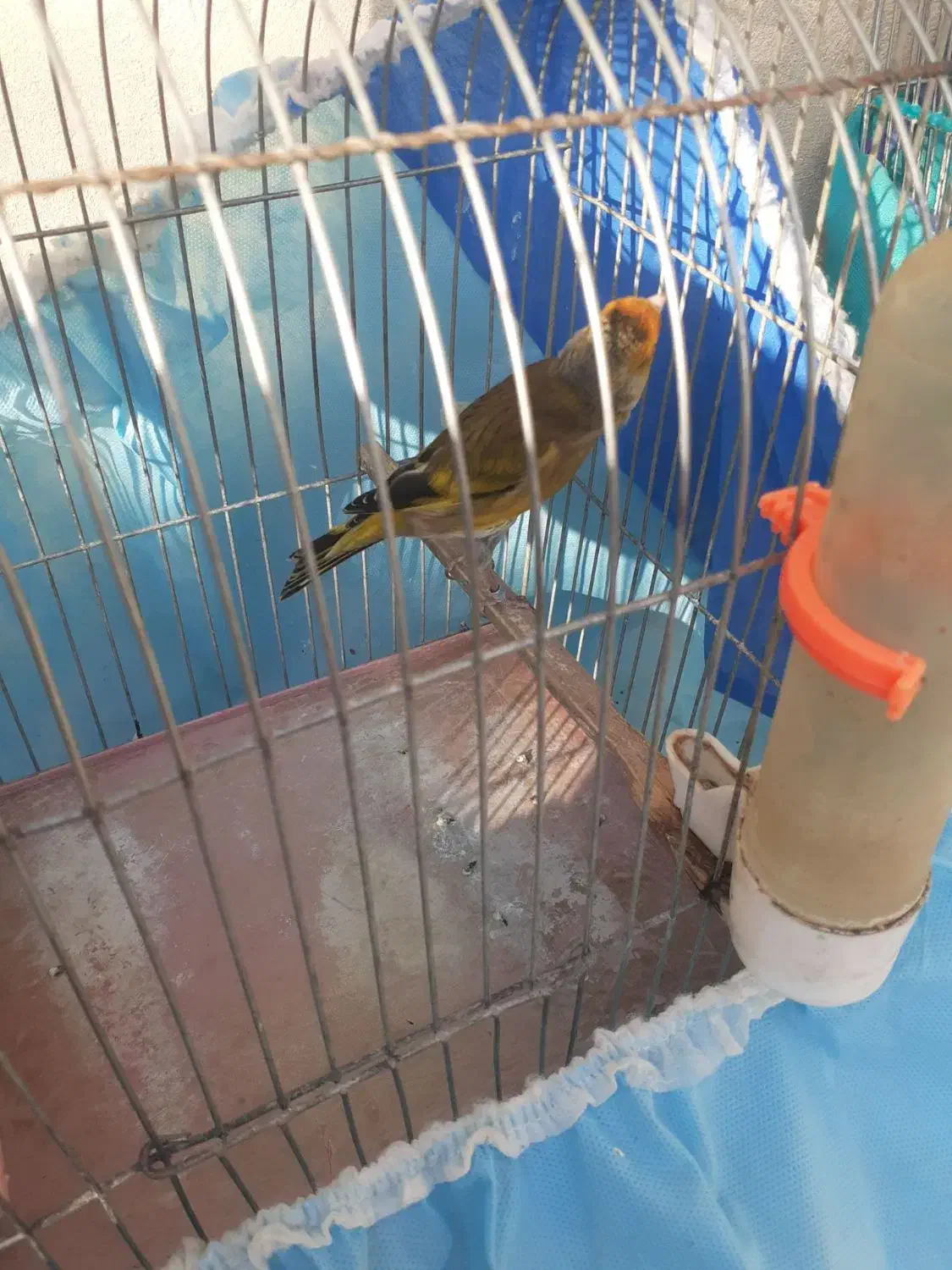 سهره قناری سبزچمنی|پرنده|کرمانشاه, |دیوار