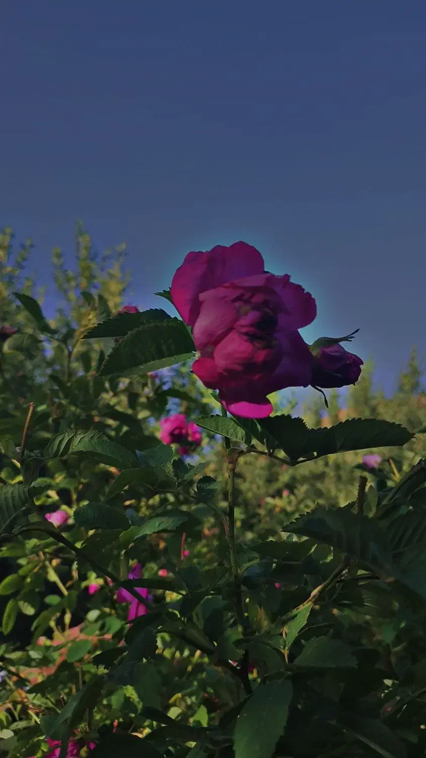 باغبانی و  هرس کاری|خدمات باغبانی و درختکاری|شهریار, شهریار|دیوار