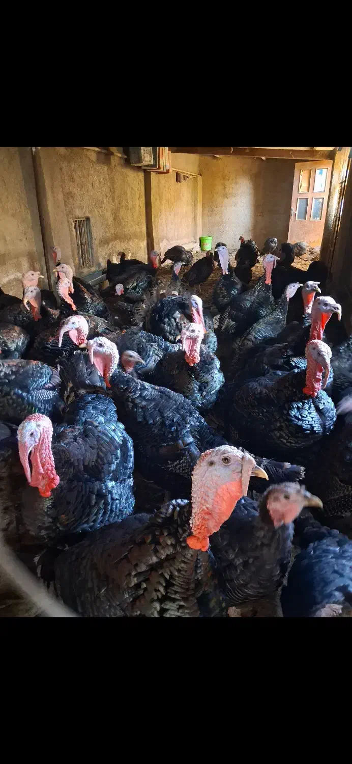 فروش بوقلمون با کیفیت بالای گوشت|حیوانات مزرعه|ابهر, |دیوار