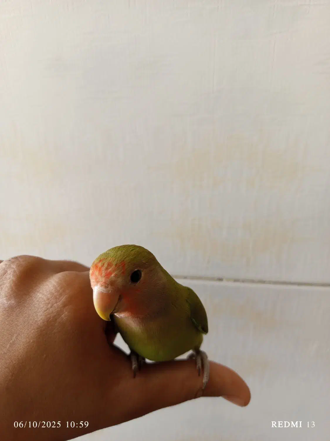 کوتوله برزیلی|پرنده|شیراز, کوزه گری|دیوار