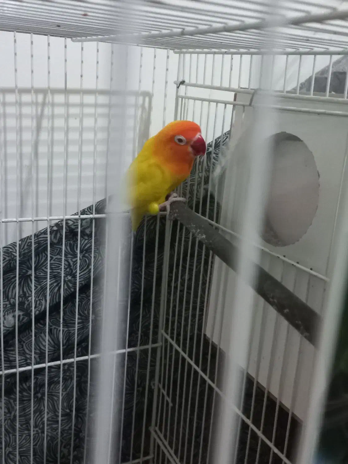 جفت کوتوله|پرنده|مشهد, هدایت|دیوار