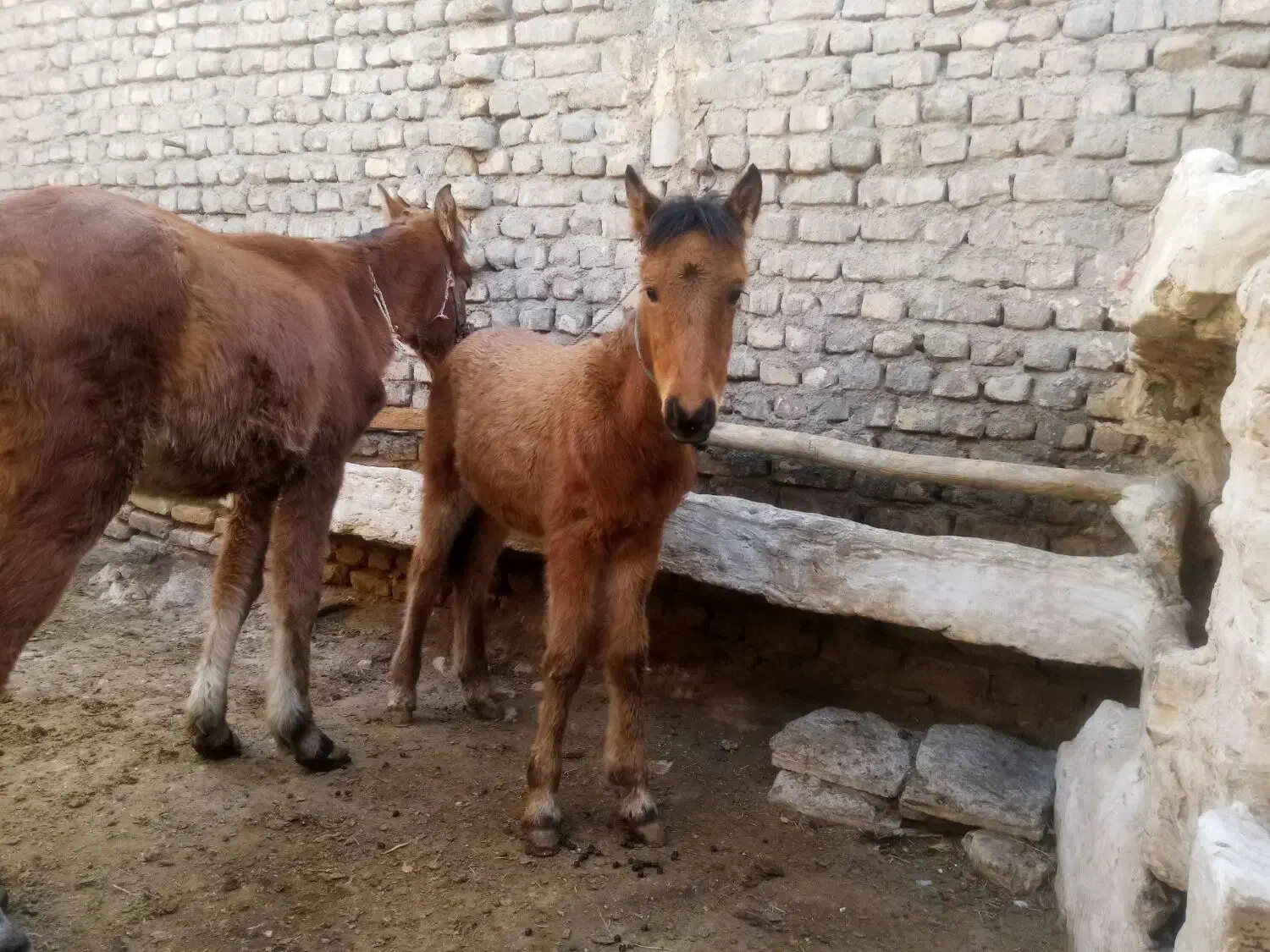 دوتا کره یکی نریکیش ماده|اسب و تجهیزات اسبسواری|تربتحیدریه, کلاته توکلی|دیوار