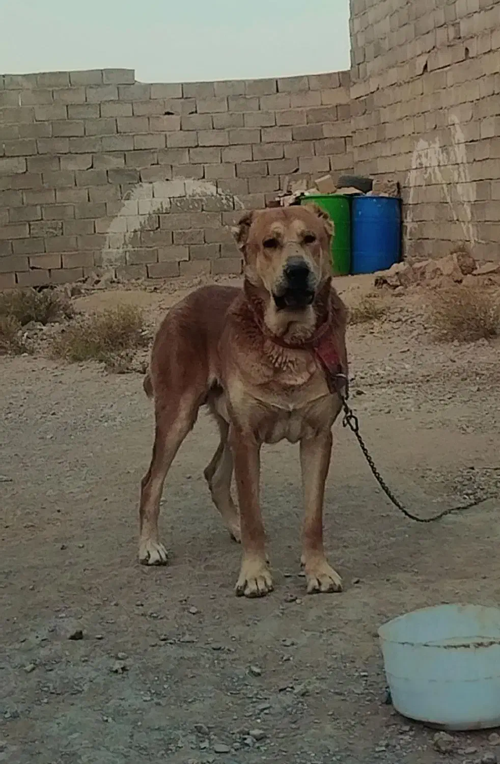 سگ فروشی|سگ|قائن, |دیوار