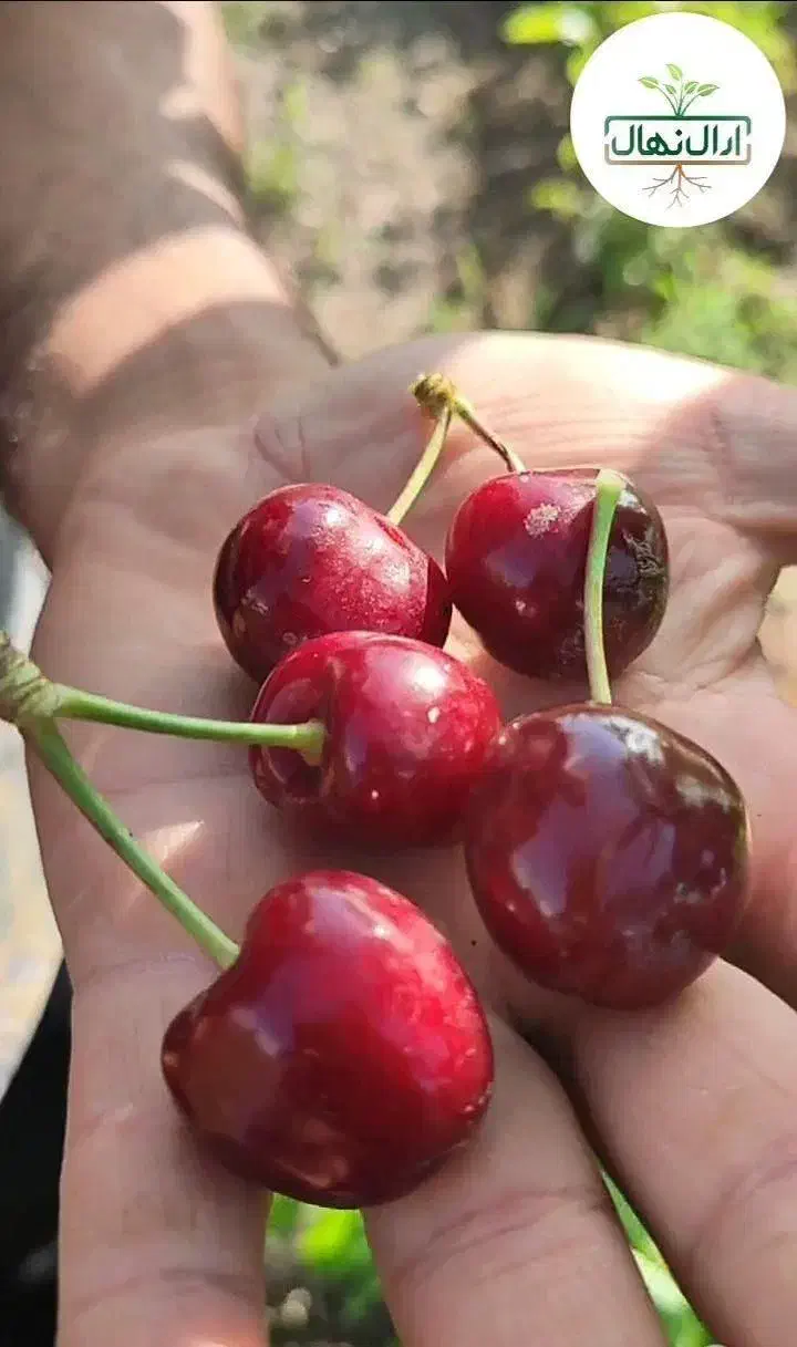 فروش نهال گیلاس لاپینز آمریکایی|خدمات باغبانی و درختکاری|سامان, |دیوار
