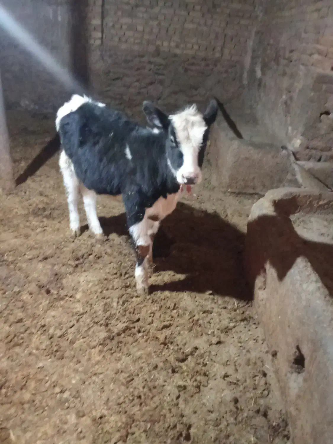 600000|حیوانات مزرعه|تاکستان, |دیوار