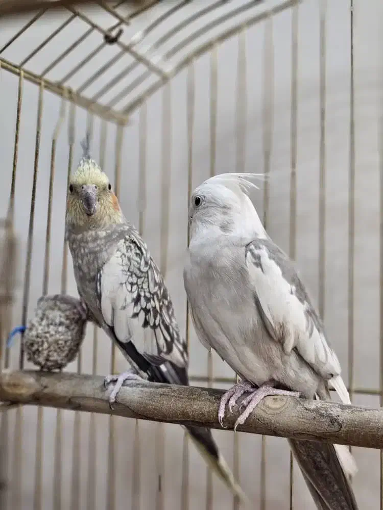 ۴ عدد عروس هلندی بفروش میرسد|پرنده|تهران, فرزانه|دیوار