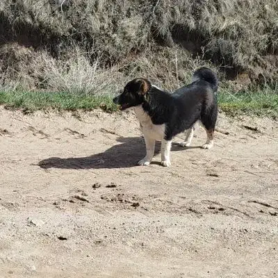 سگ پاکوتاه|سگ|مراغه, |دیوار