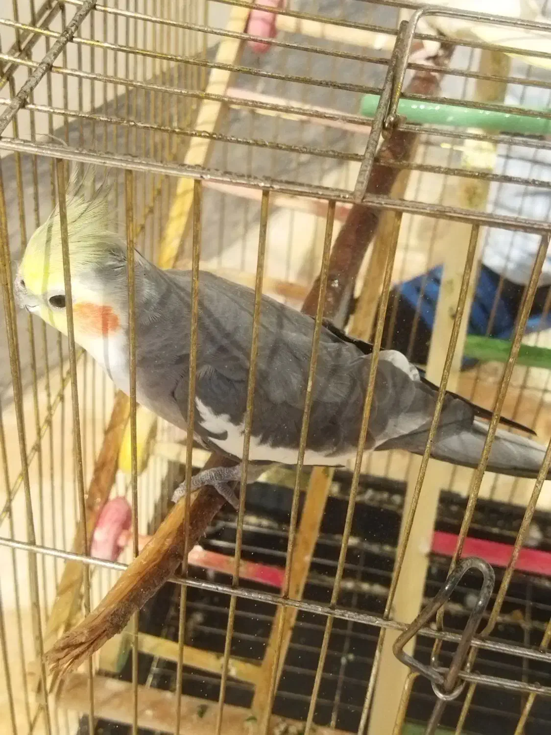 عروس هلندی|پرنده|مرودشت, ثبت احوال|دیوار