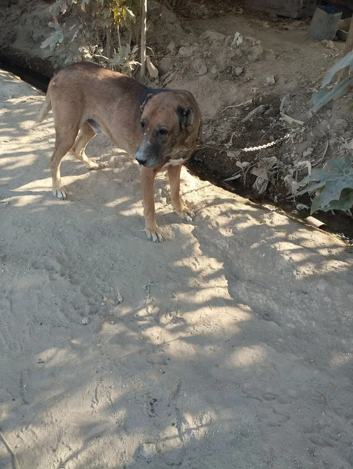 سگ نگهبان|سگ|فردوسیه, |دیوار