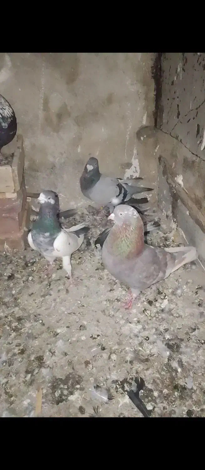 کبوتر|پرنده|نقده, |دیوار